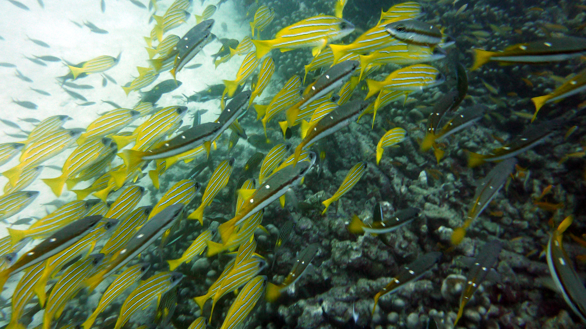 Blaustreifen-Schnapper - Lutjanus kasmira