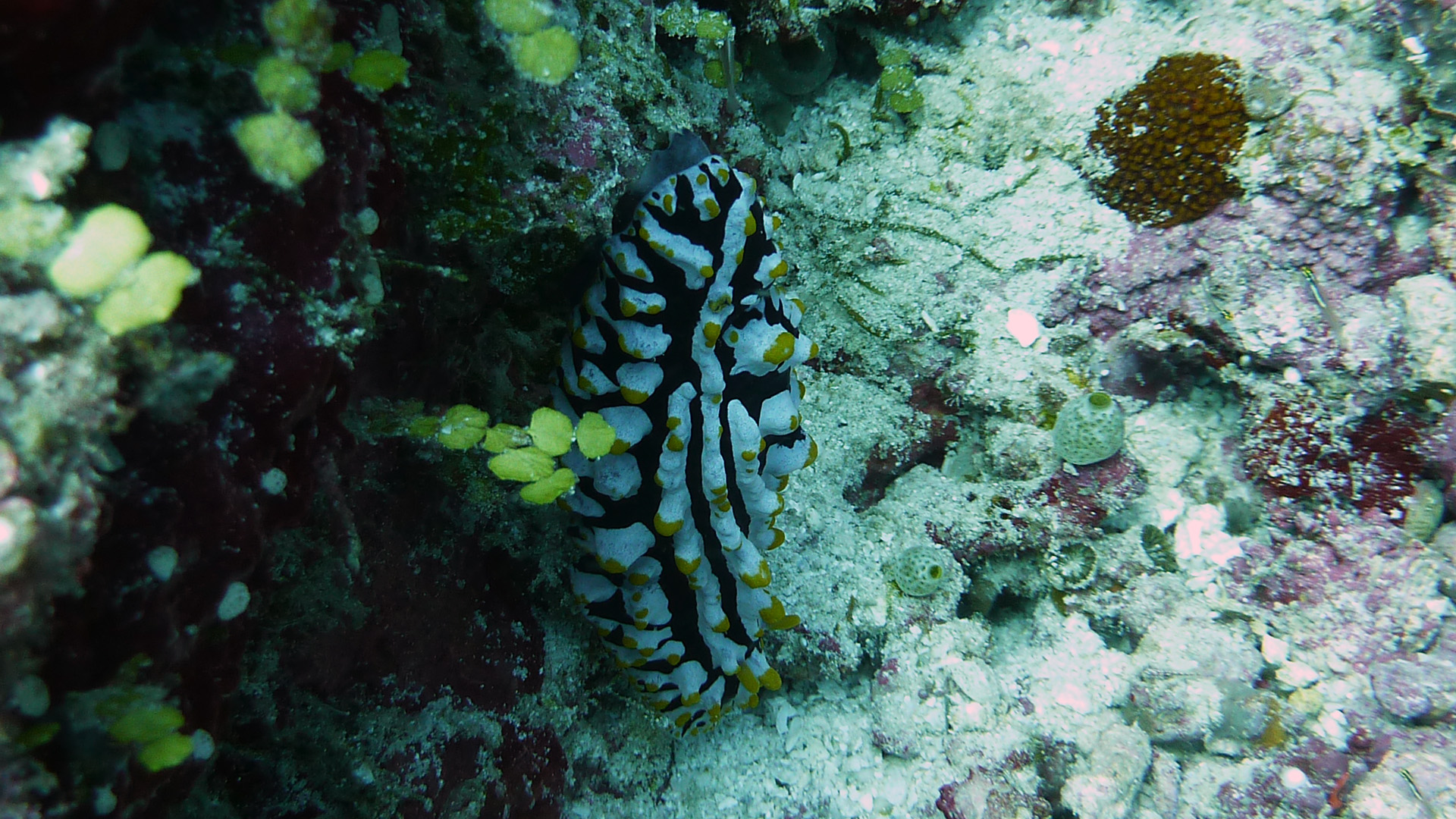 Gift-Warzenschnecke - Phyllidia varicosa