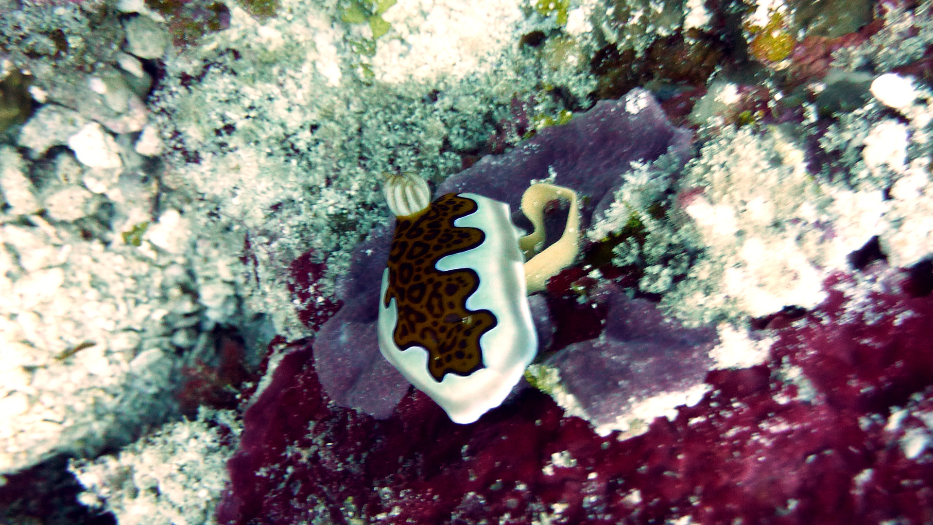 Prachtsternschnecke - Chromodoris gleniei