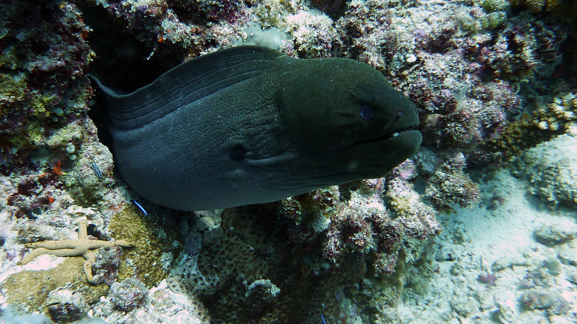 Riesen-Muräne - Gymnothorax javanicus