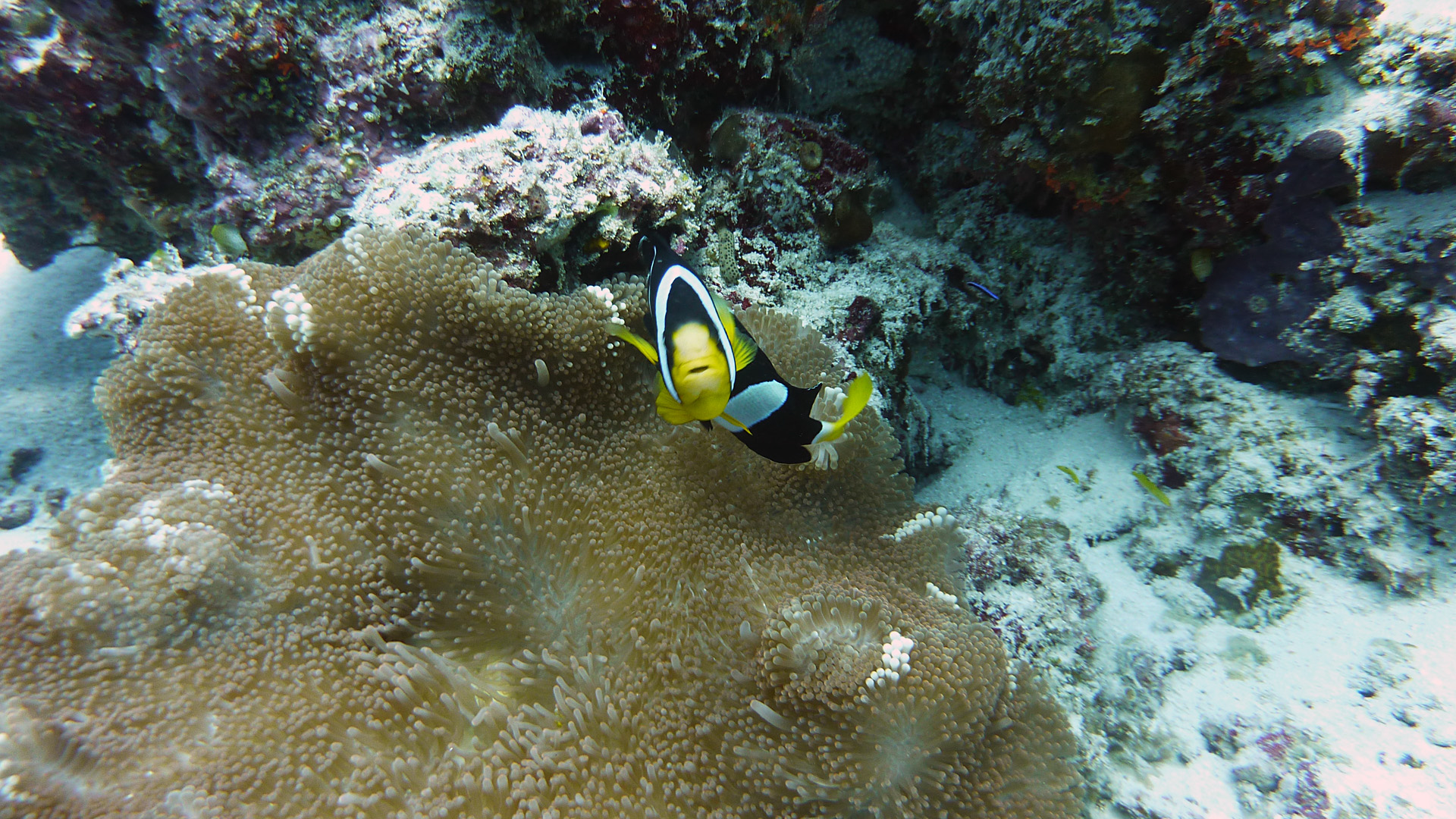 Clarks Anemonenfisch - Amphiprion clarkii