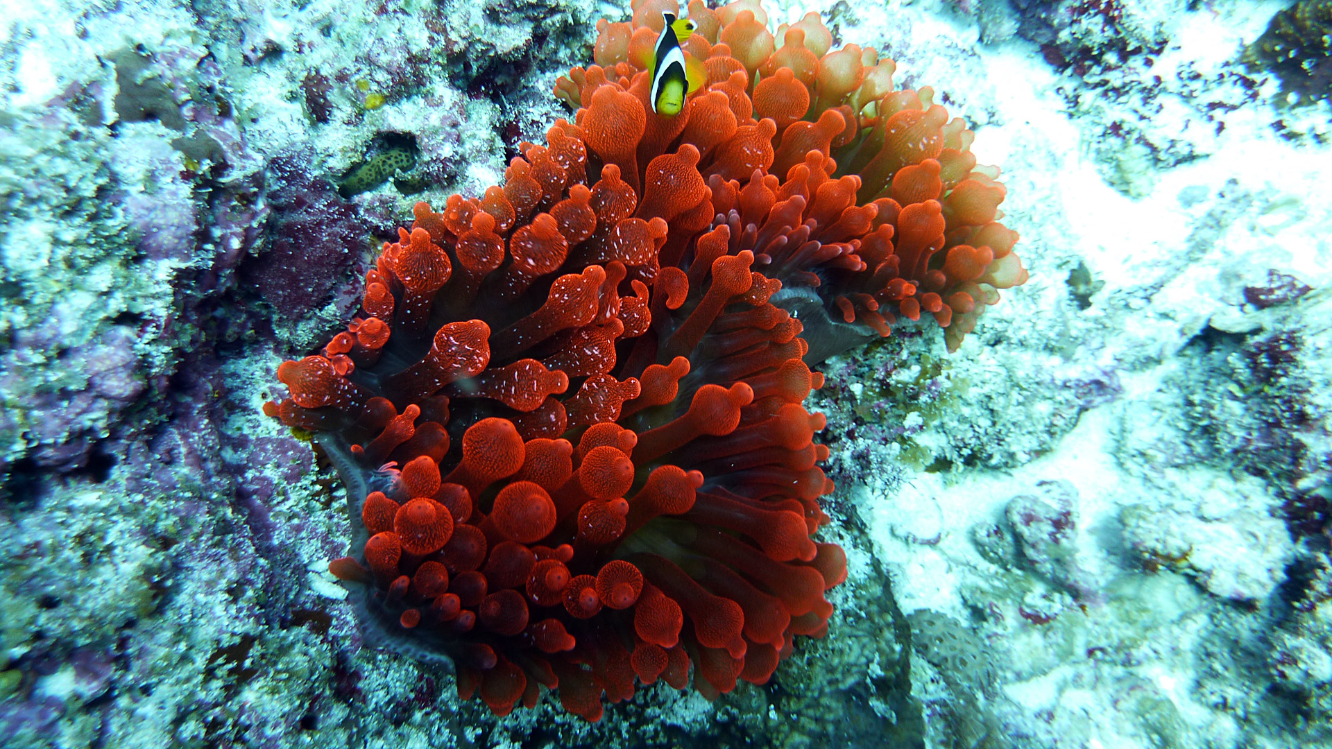 Clarks Anemonenfisch - Amphiprion clarkii