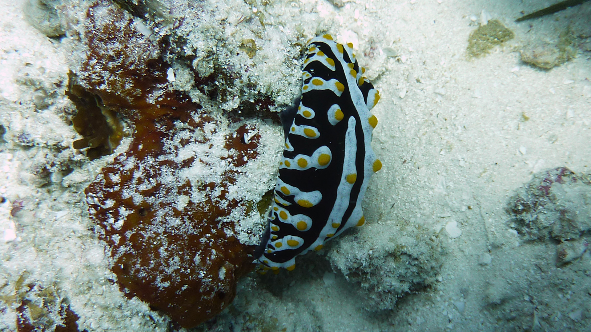 Gift-Warzenschnecke - Phyllidia varicosa