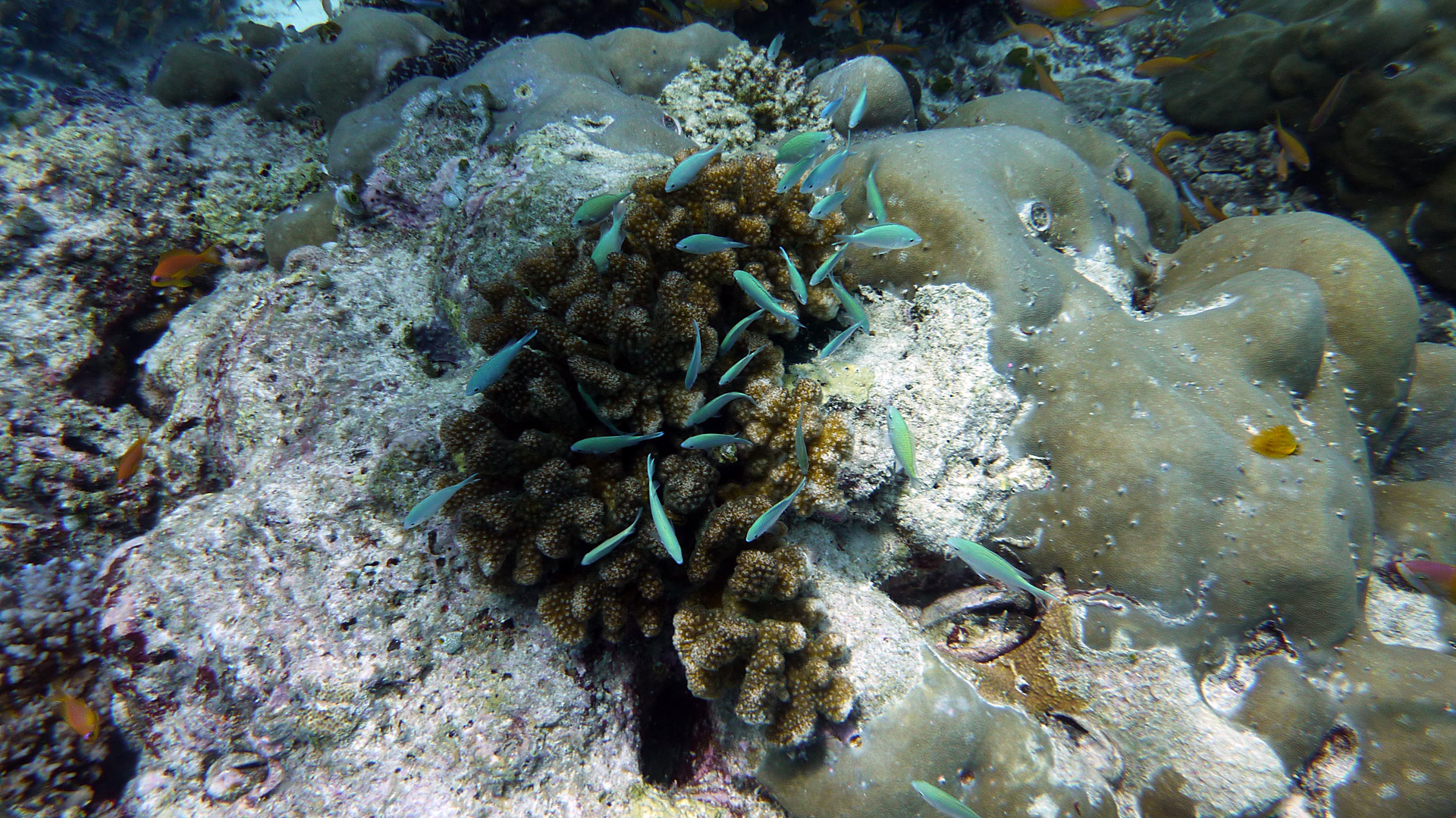 Blaugrüner Chromis - Chromis viridis