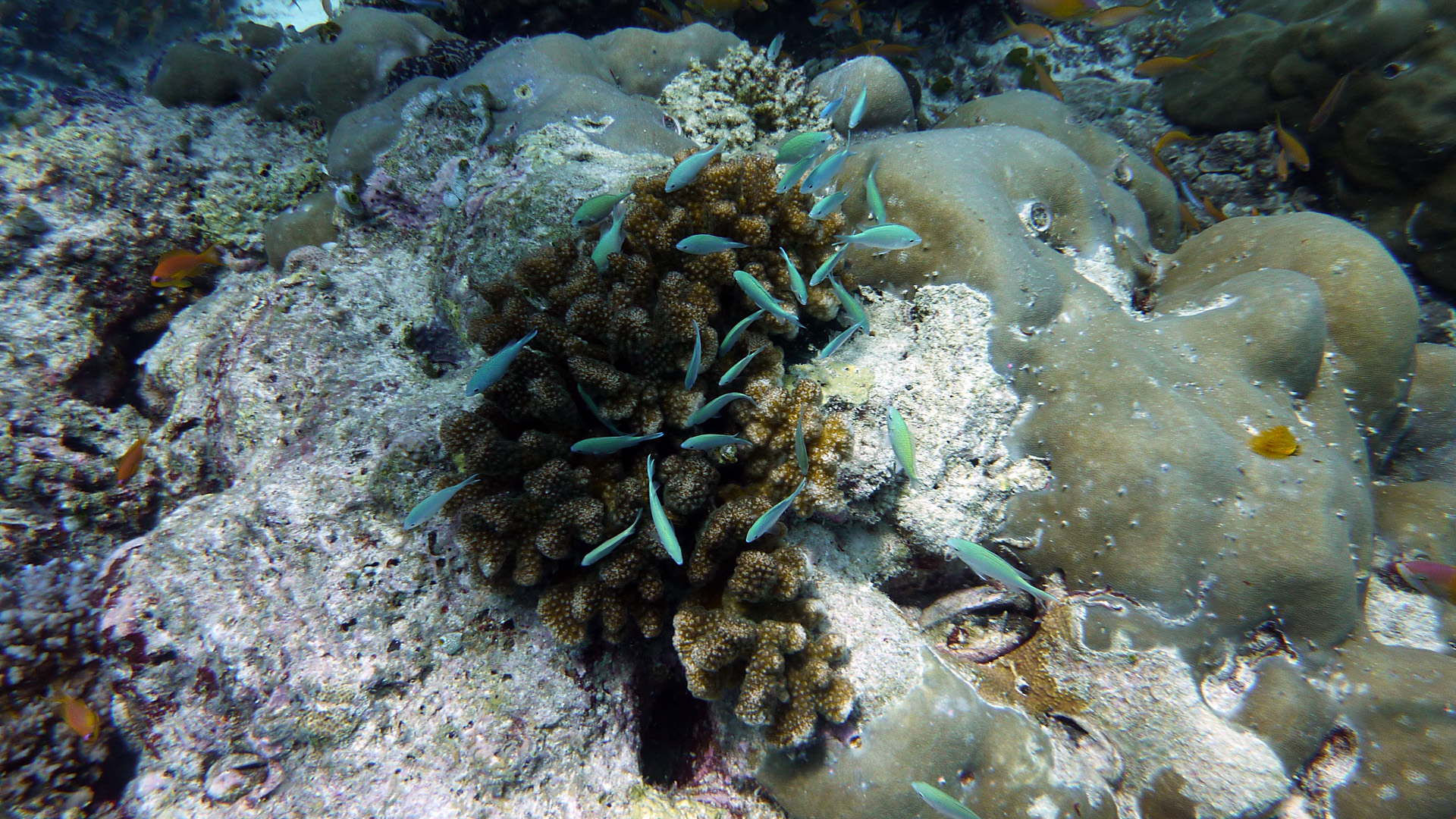 Blaugrüner Chromis - Chromis viridis