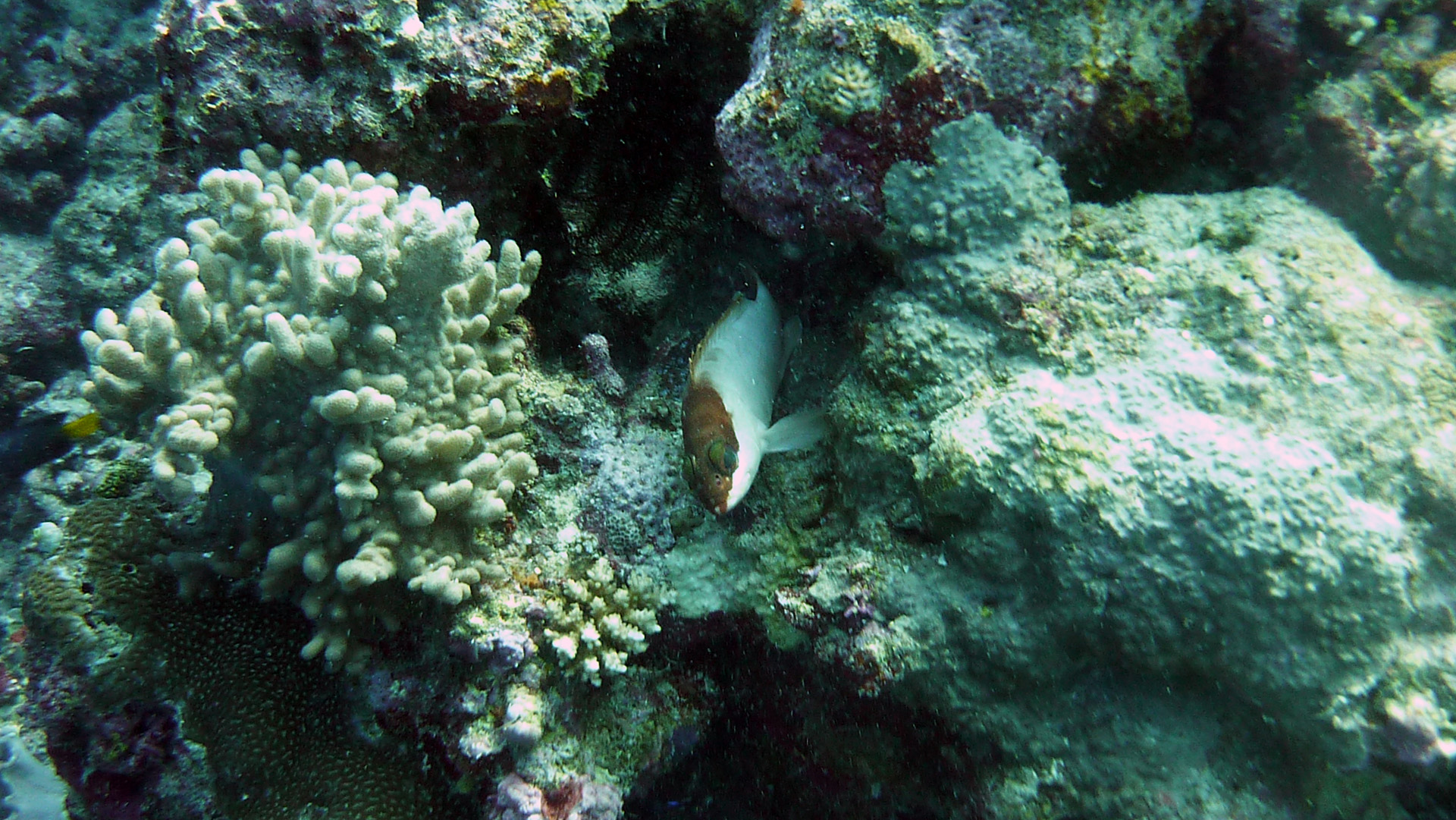 Baskenmützen-Zackenbarsch - Epinephelus fasciatus