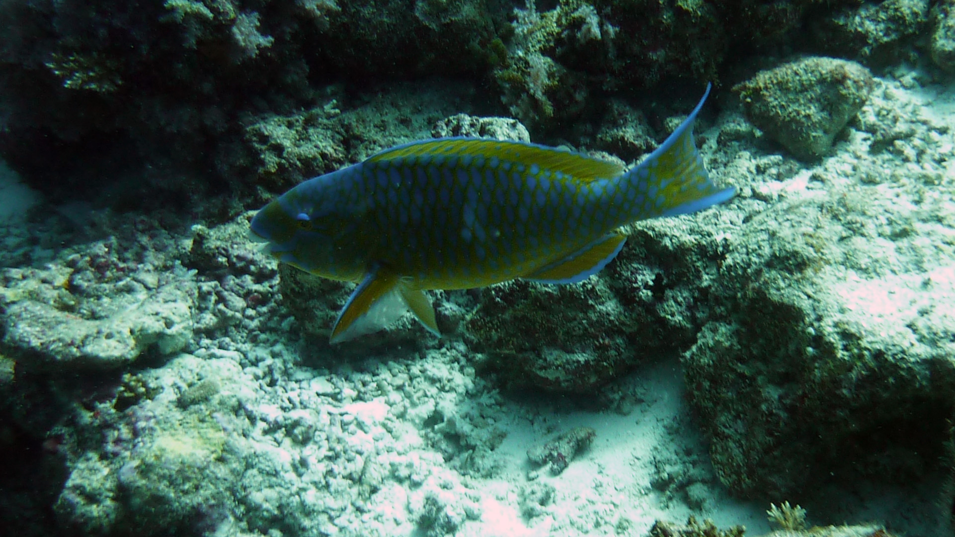 Nasenhöcker-Papageifisch - Scarus rubroviolaceus