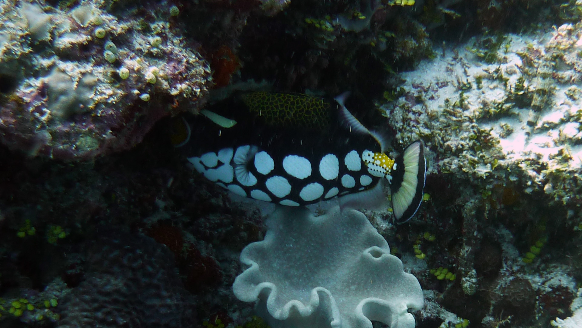 Leopardendrücker - Balistoides conspicillum