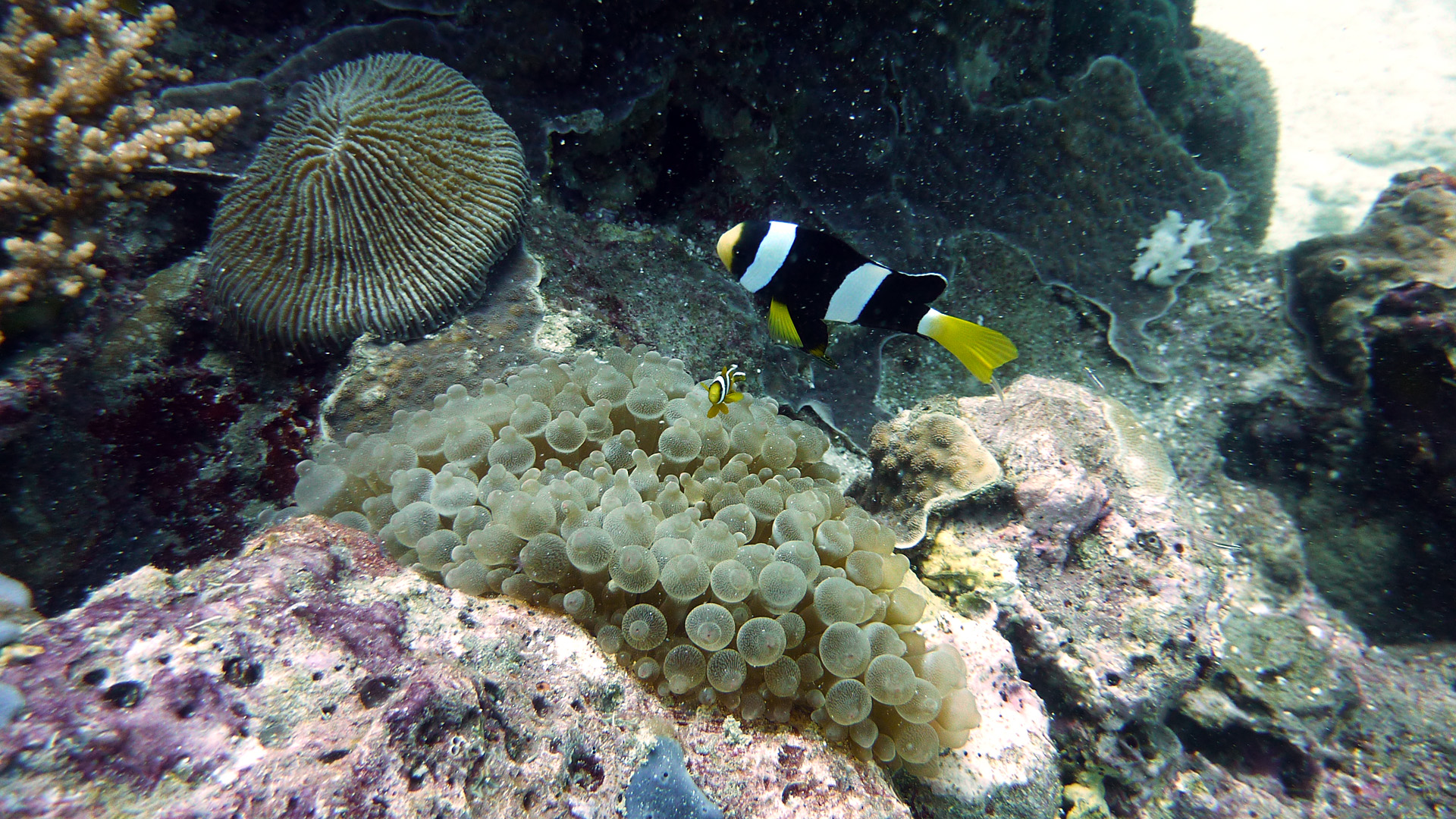 Clarks Anemonenfisch - Amphiprion clarkii