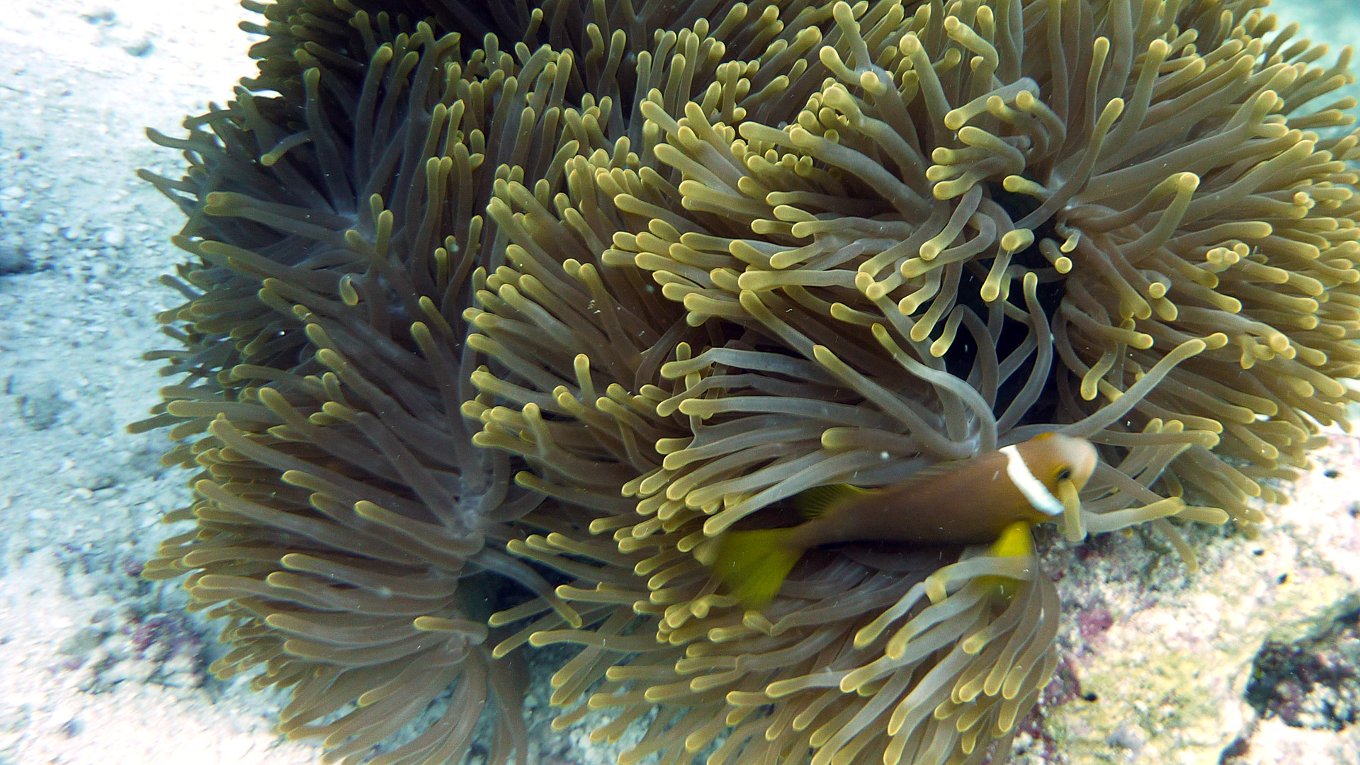 Malediven-Anemonenfisch - Amphiprion nigripes