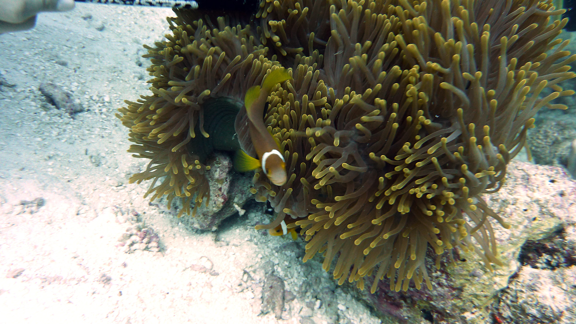 Malediven-Anemonenfisch - Amphiprion nigripes