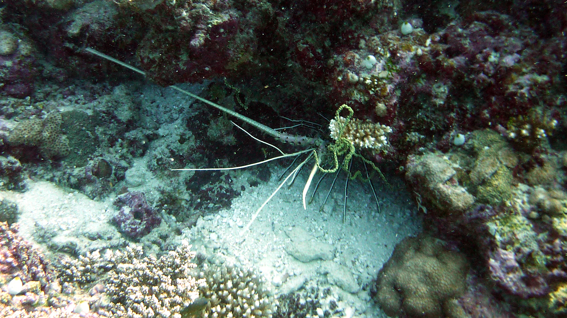 Gestreifte Languste - Panulirus versicolor