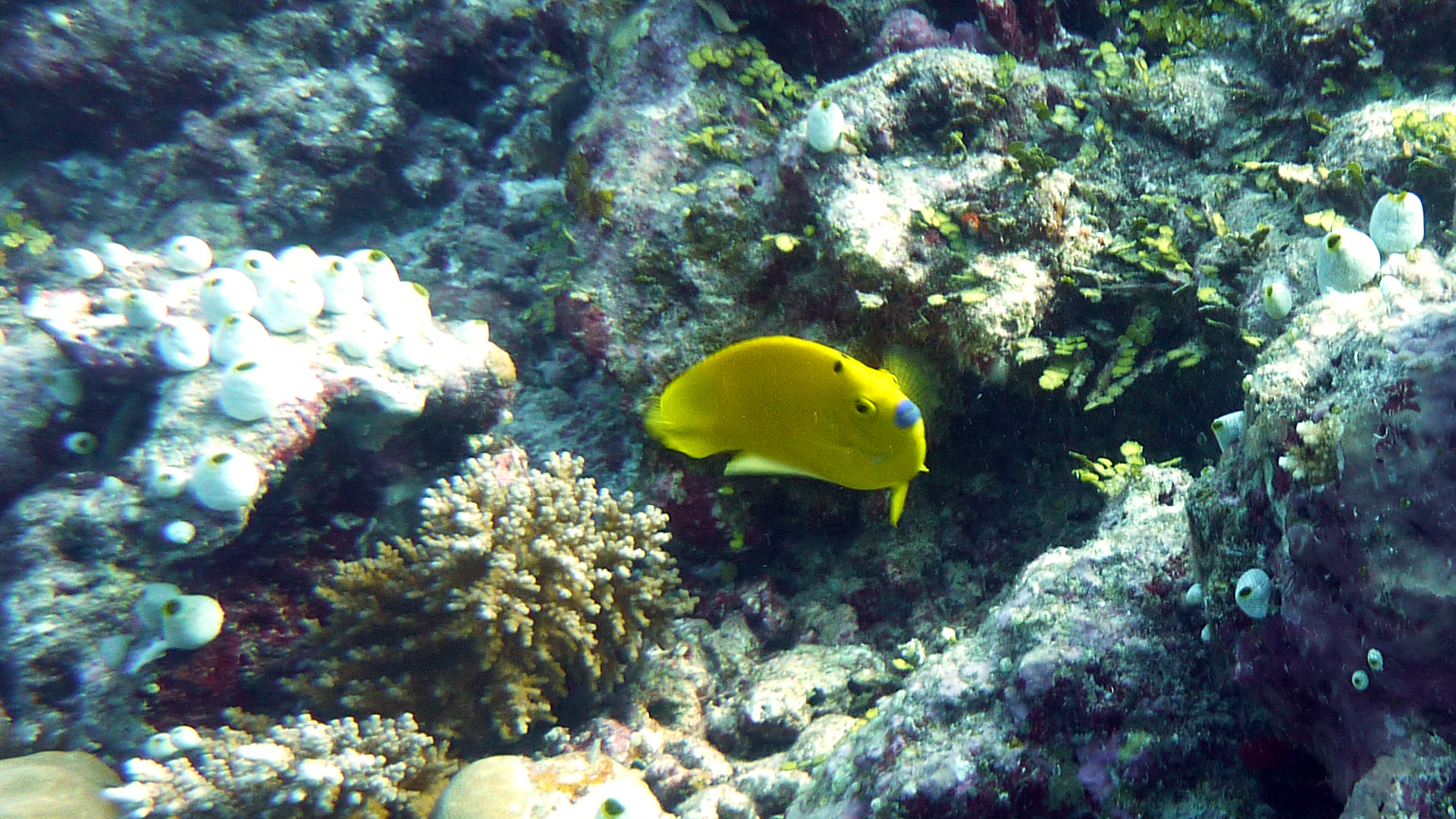 Gelber Dreipunkt-Kaiserfisch - Apolemichthys trimaculatus