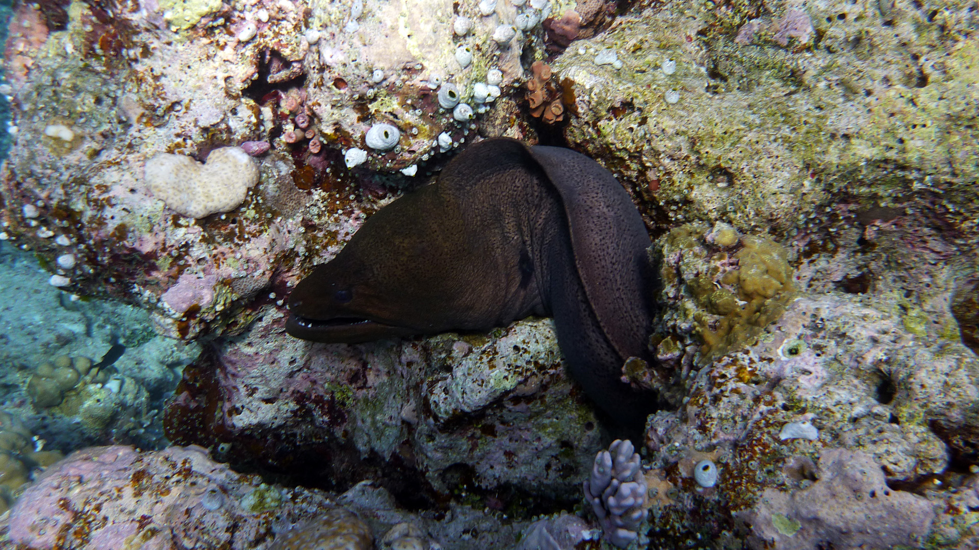 Riesen-Muräne - Gymnothorax javanicus