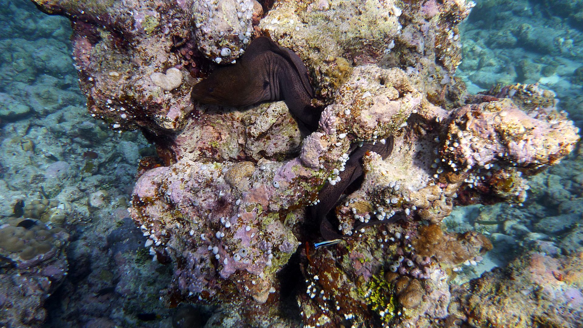 Riesen-Muräne - Gymnothorax javanicus