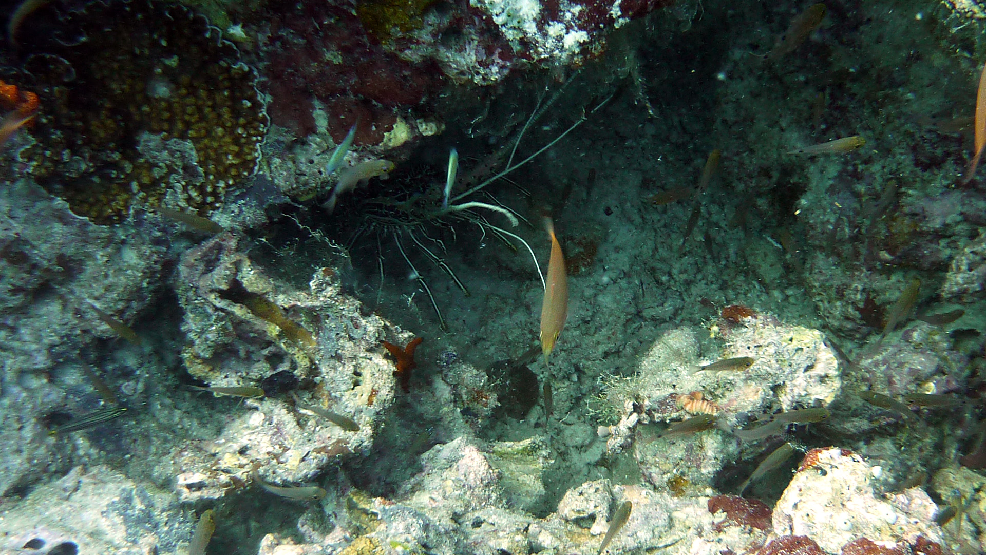 Gestreifte Languste - Panulirus versicolor