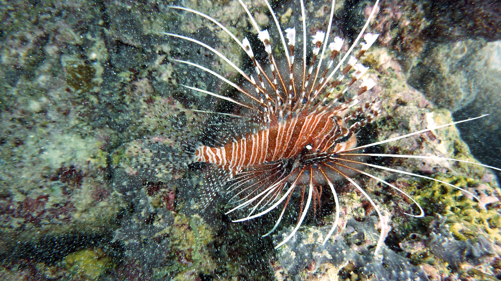 Indischer Rotfeuerfisch - Pterois miles