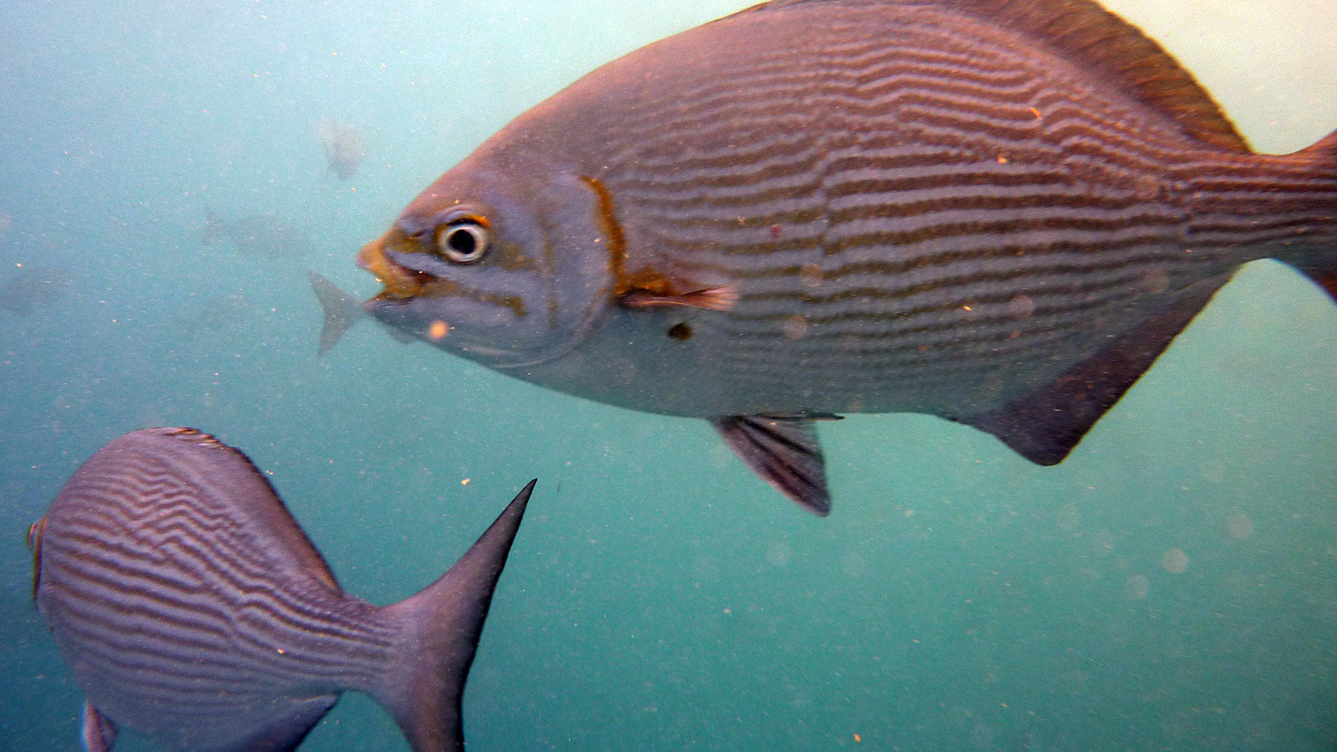 Messing-Ruderfisch - Kyphosus vaigiensis