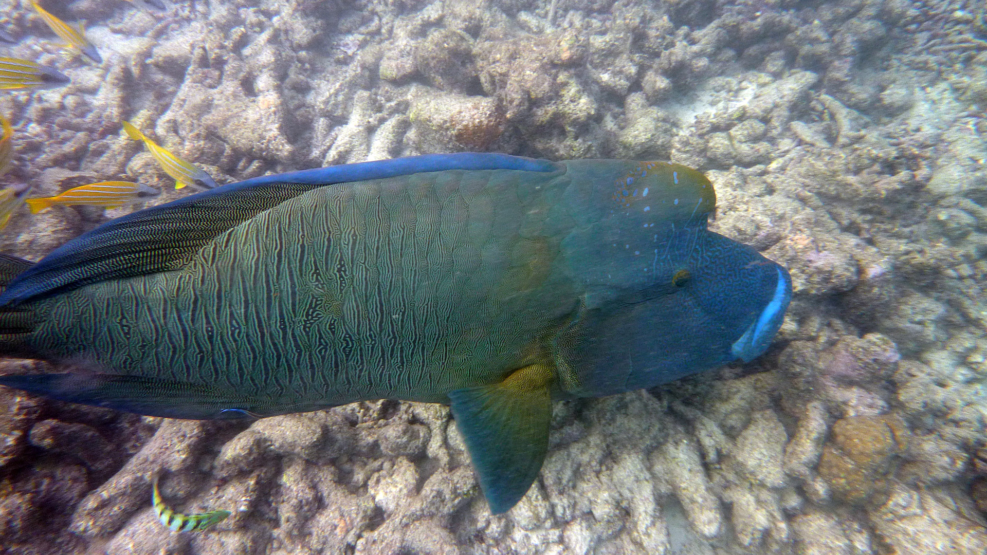 Napoleon - Cheilinus undulatus