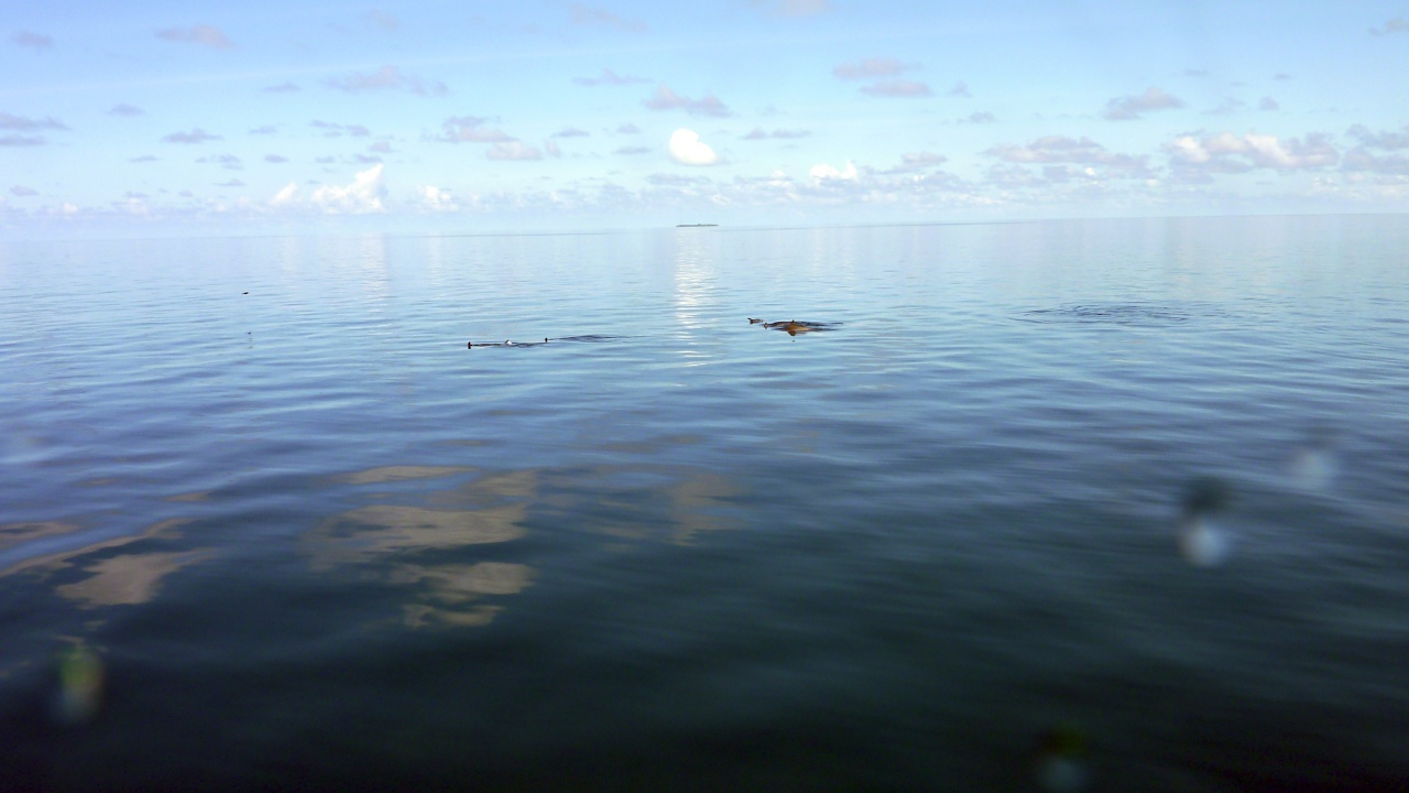 Delfine neben dem Boot