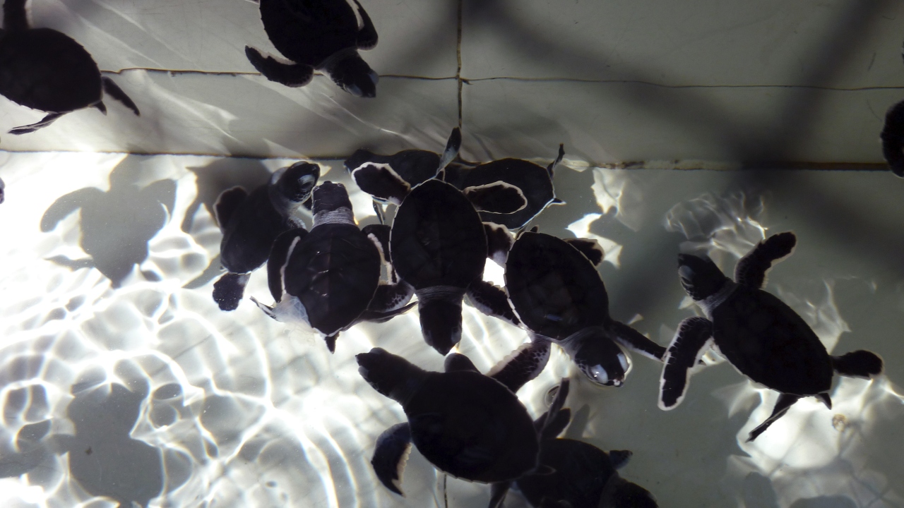 Schildkrötenbabys, 1 Stunde alt