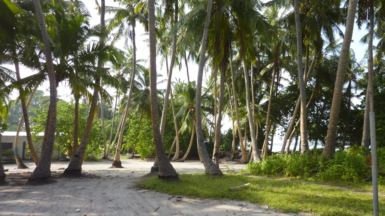 Kokospalmenhain auf Fulidhoo