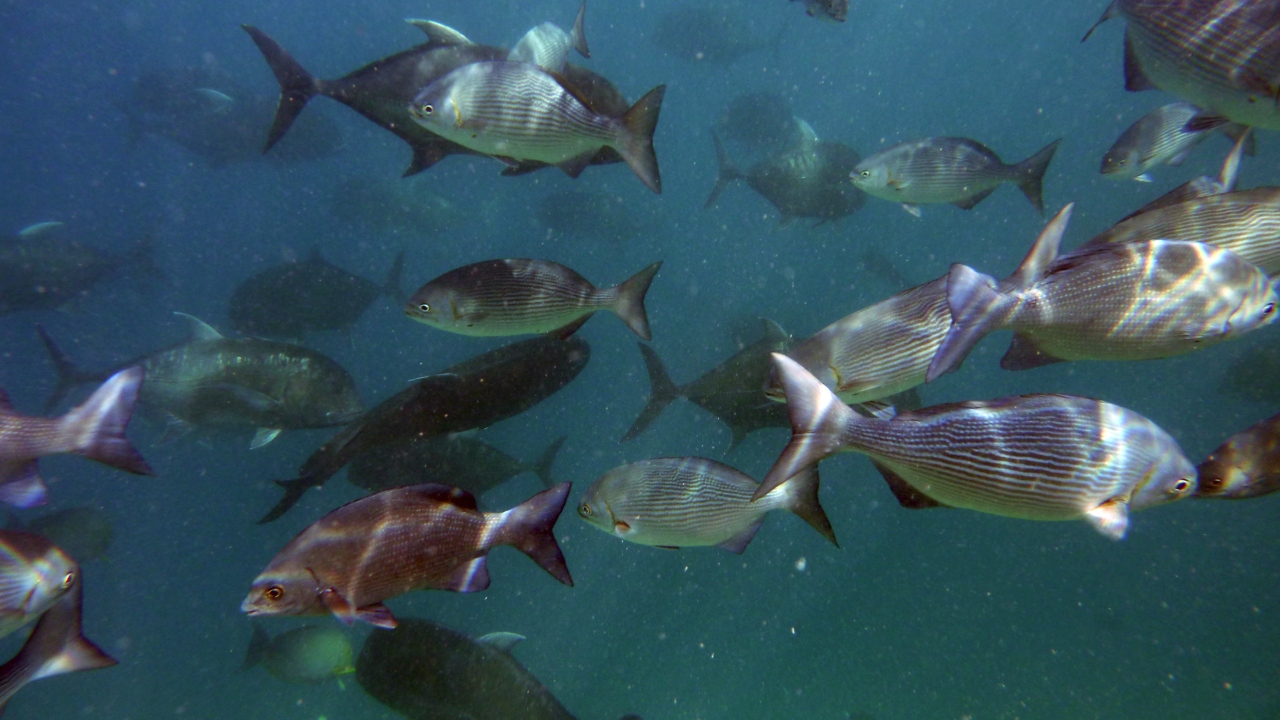 Messing-Ruderfisch - Brassy rudderfish - Kyphosus vaigiensis