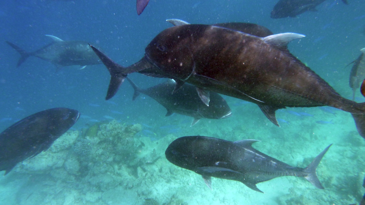 Dickkopf-Makrele - Giant trevally - Caranx ignobilis