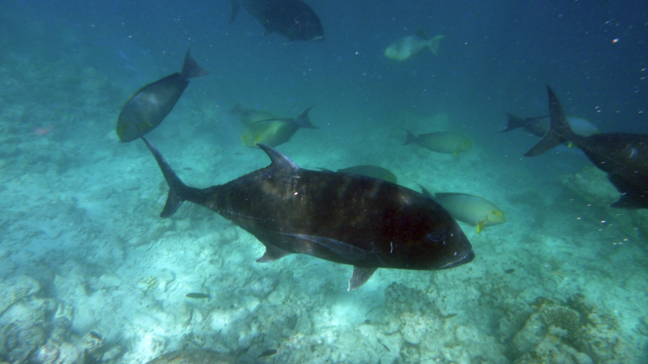 Dickkopf-Makrele - Giant trevally - Caranx ignobilis