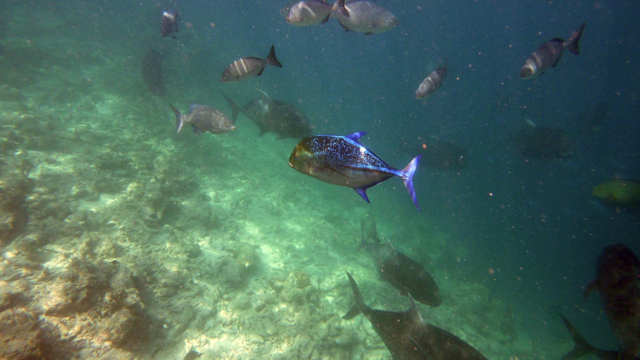 Blauflossen-Makrele - Bluefin trevally - Caranx melampygus