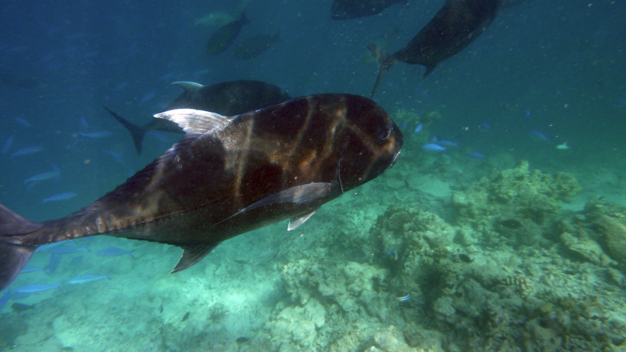 Dickkopf-Makrele - Giant trevally - Caranx ignobilis