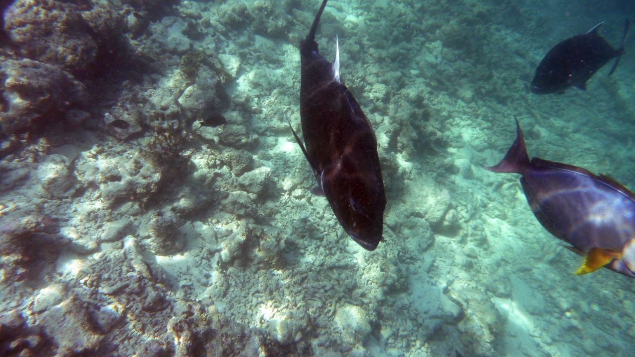 Dickkopf-Makrele - Giant trevally - Caranx ignobilis