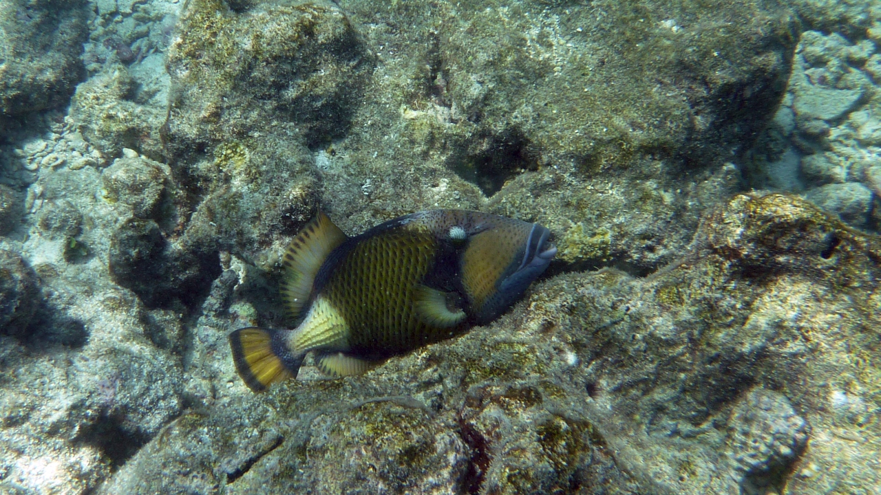 Grüner Riesendrückerfisch - Titan Triggerfish - Balistoides viridescens