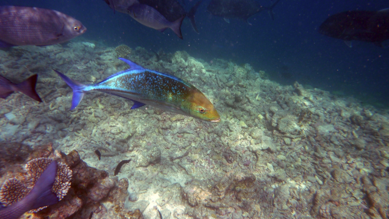 Blauflossen-Makrele - Bluefin trevally - Caranx melampygus