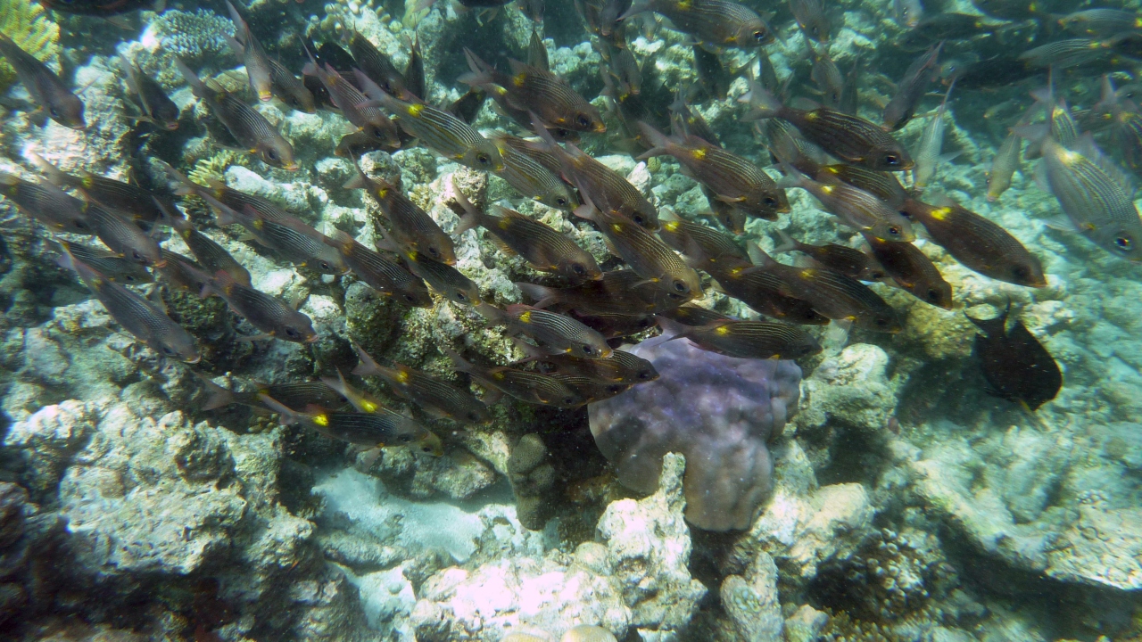 Leuchtfleck-Straßenkehrer - Striped large-eye bream - Gnathodentex aureolineatus