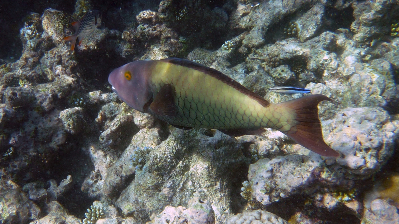 Masken-Papageifisch - Cetoscarus bicolor fem.