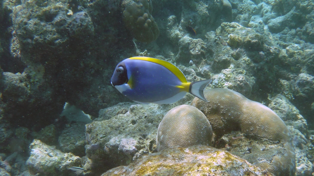 Weißkehl-Doktorfisch - Powderblue Surgeonfish - Acanthurus leucosternon