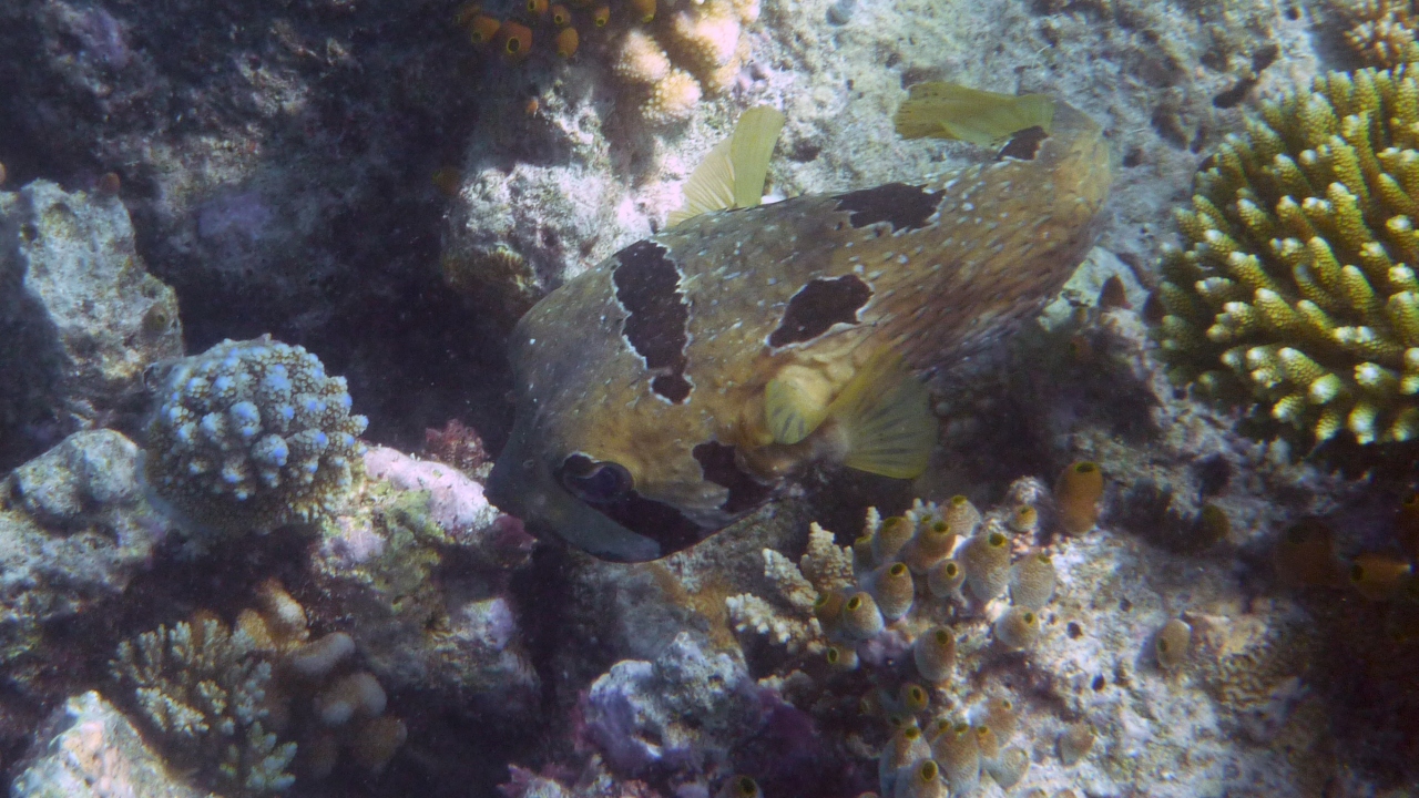 Masken-Igelfisch - Black-blotched porcupinefish - Diodon liturosus