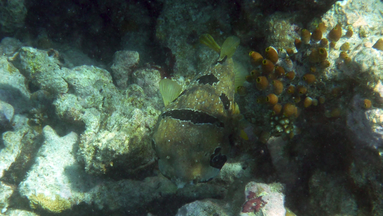 Masken-Igelfisch - Black-blotched porcupinefish - Diodon liturosus