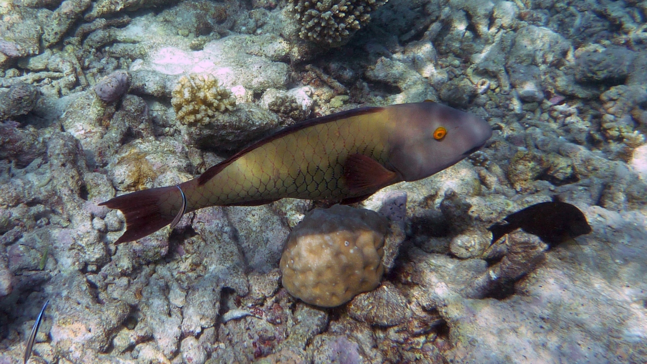 Masken-Papageifisch - Cetoscarus bicolor fem.