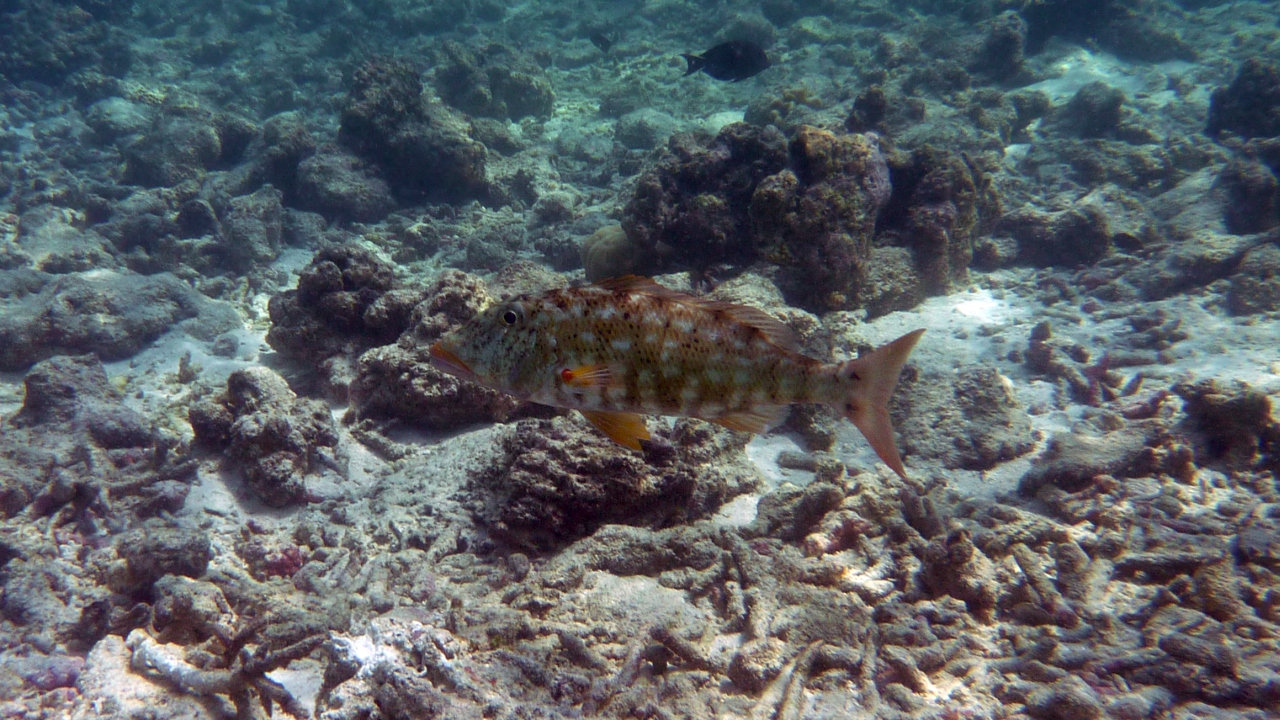 Spitzkopf-Straßenkehrer - Smalltooth emperor - Lethrinus microdon