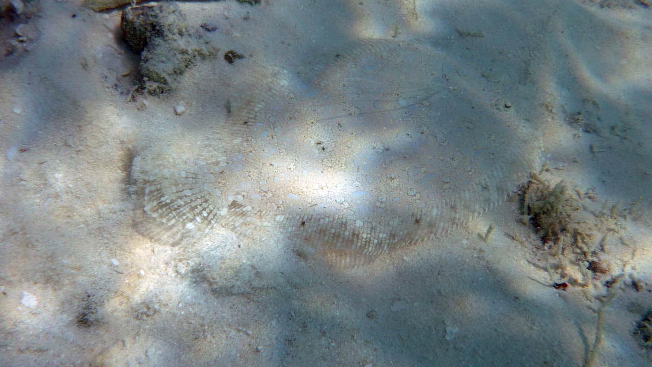 Panther-Butt - Leopard flounder - Bothus pantherhines