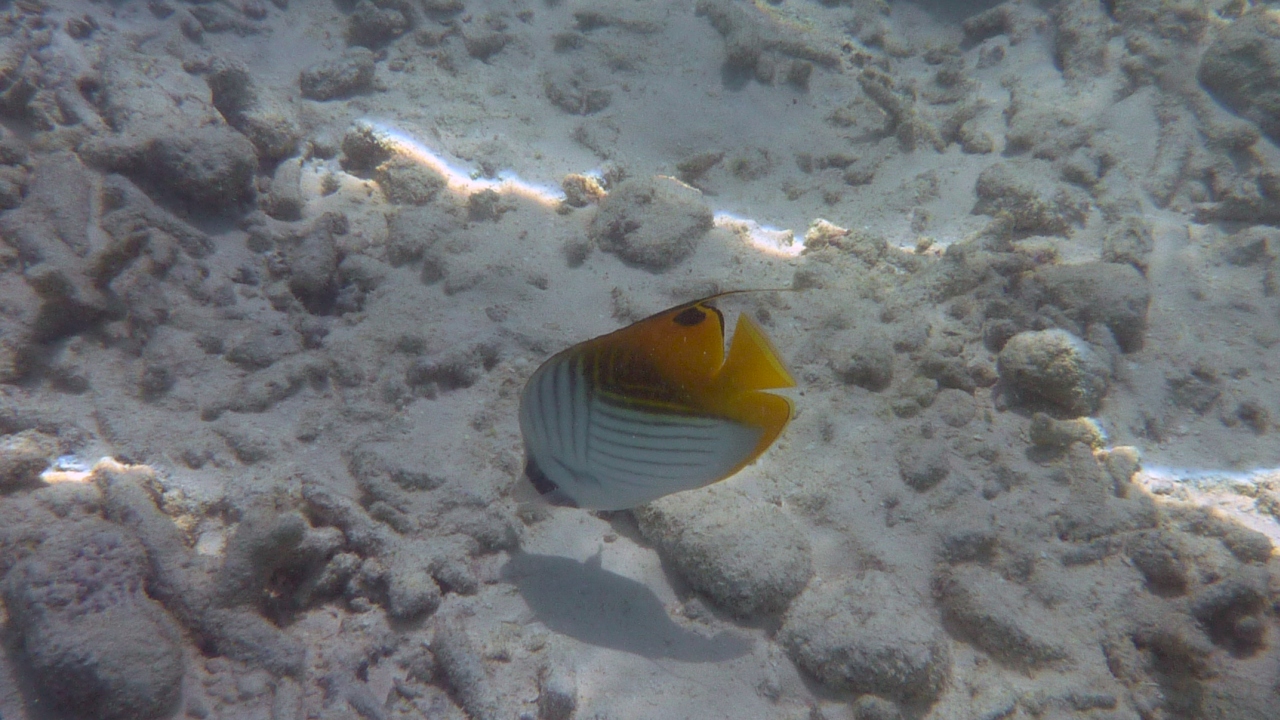 Fähnchen-Falterfisch - Threadfin butterflyfish - Chaetodon auriga