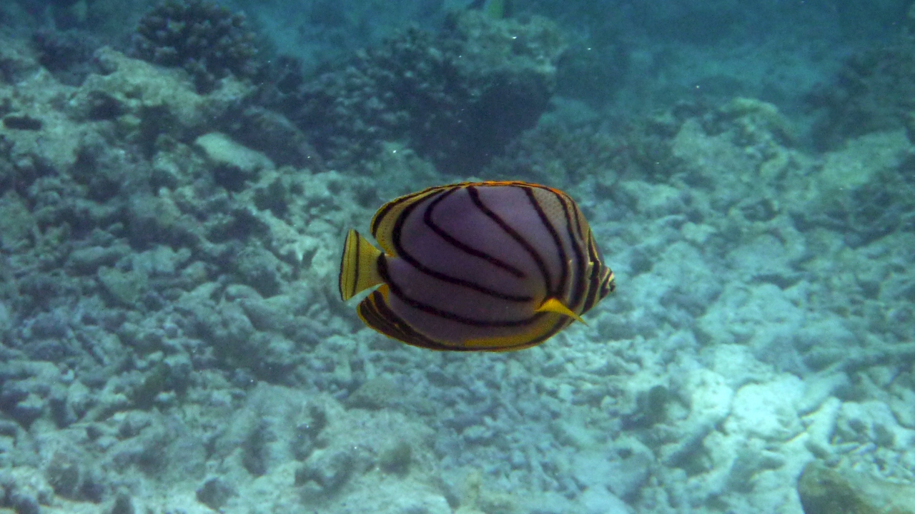 Schwarzstreifen-Falterfisch - Scrawled butterflyfish - Chaetodon meyeri