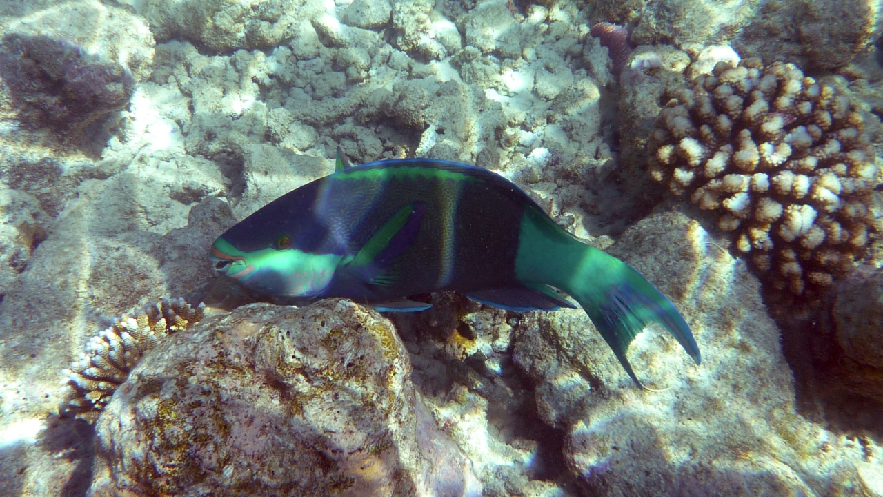 Kugelkopf-Papageifisch - Daisy parrotfish - Chlorurus sordidus