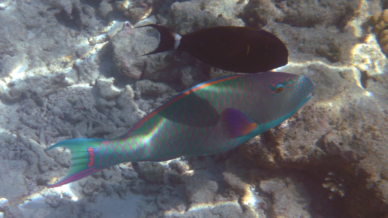 Masken-Papageifisch - Bicolour parrotfish - Cetoscarus bicolor