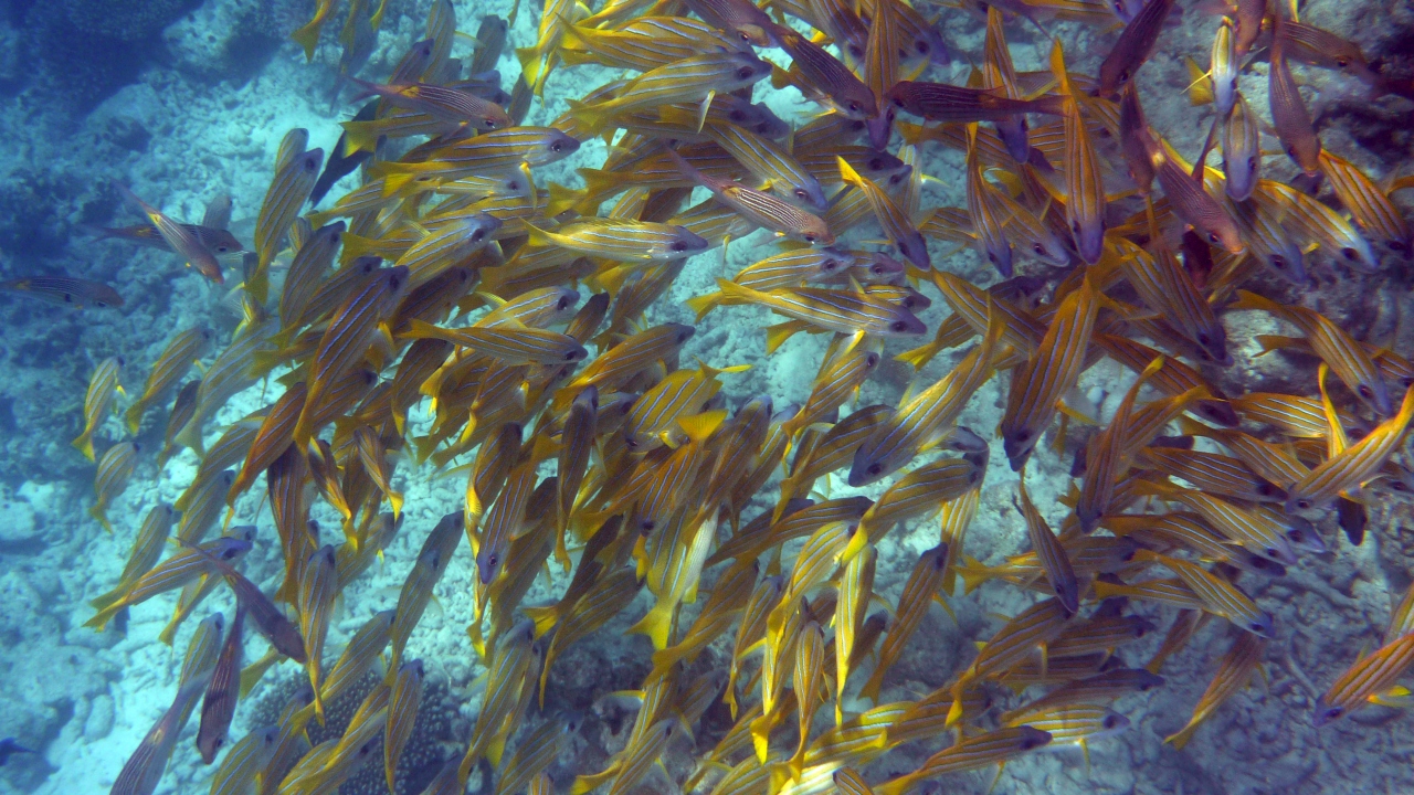 Blaustreifen-Schnapper - Bluestripe snapper - Lutjanus kasmira