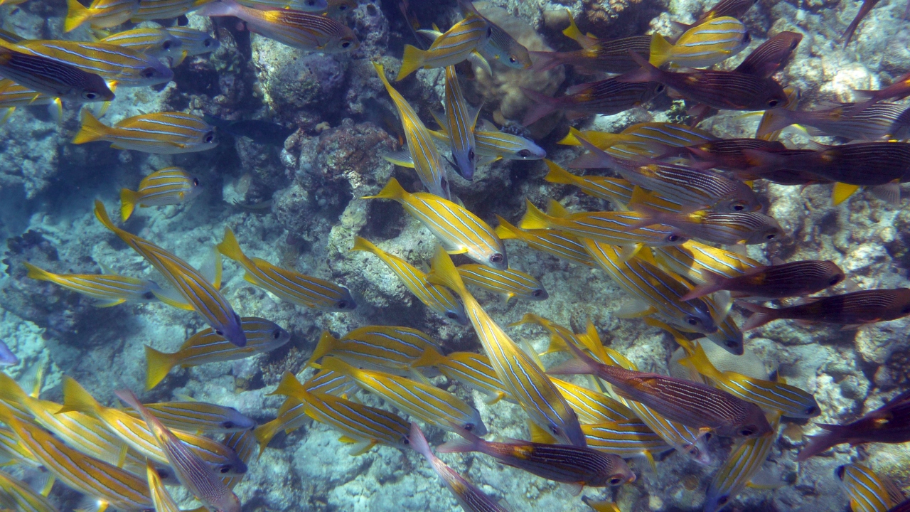 Blaustreifen-Schnapper - Bluestripe snapper - Lutjanus kasmira