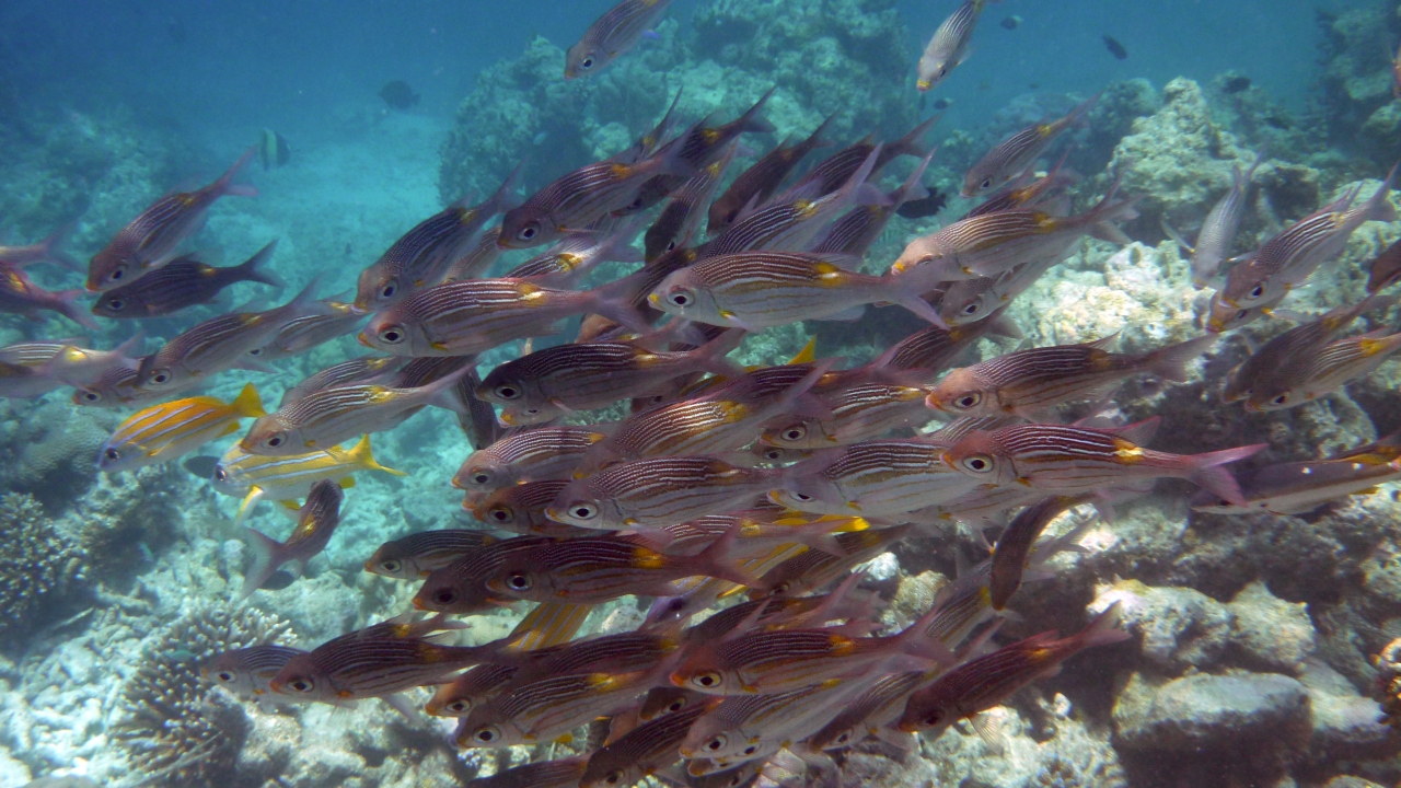 Leuchtfleck-Straßenkehrer - Striped large-eye bream - Gnathodentex aureolineatus