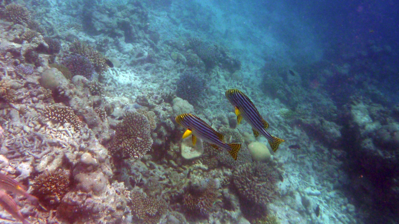 Orient-Süßlippe - Oriental sweetlips - Plectorhinchus orientalis